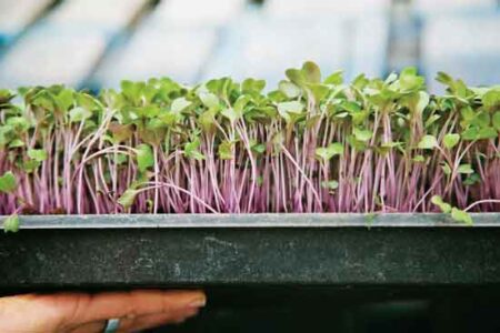 Growing Magnificent Microgreens Image